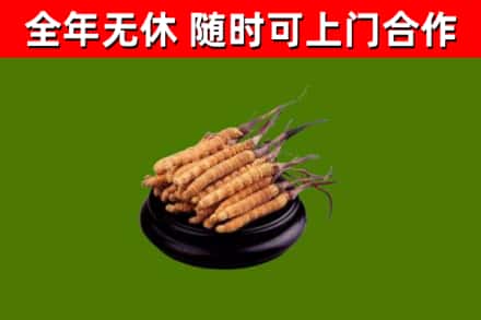 立山烟酒回收冬虫夏草.jpg