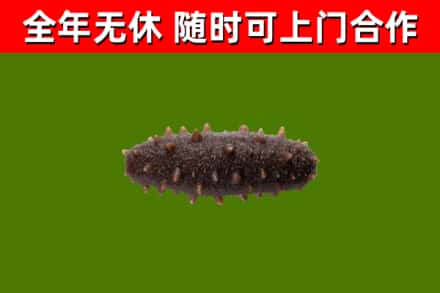 立山烟酒回收干海参.jpg